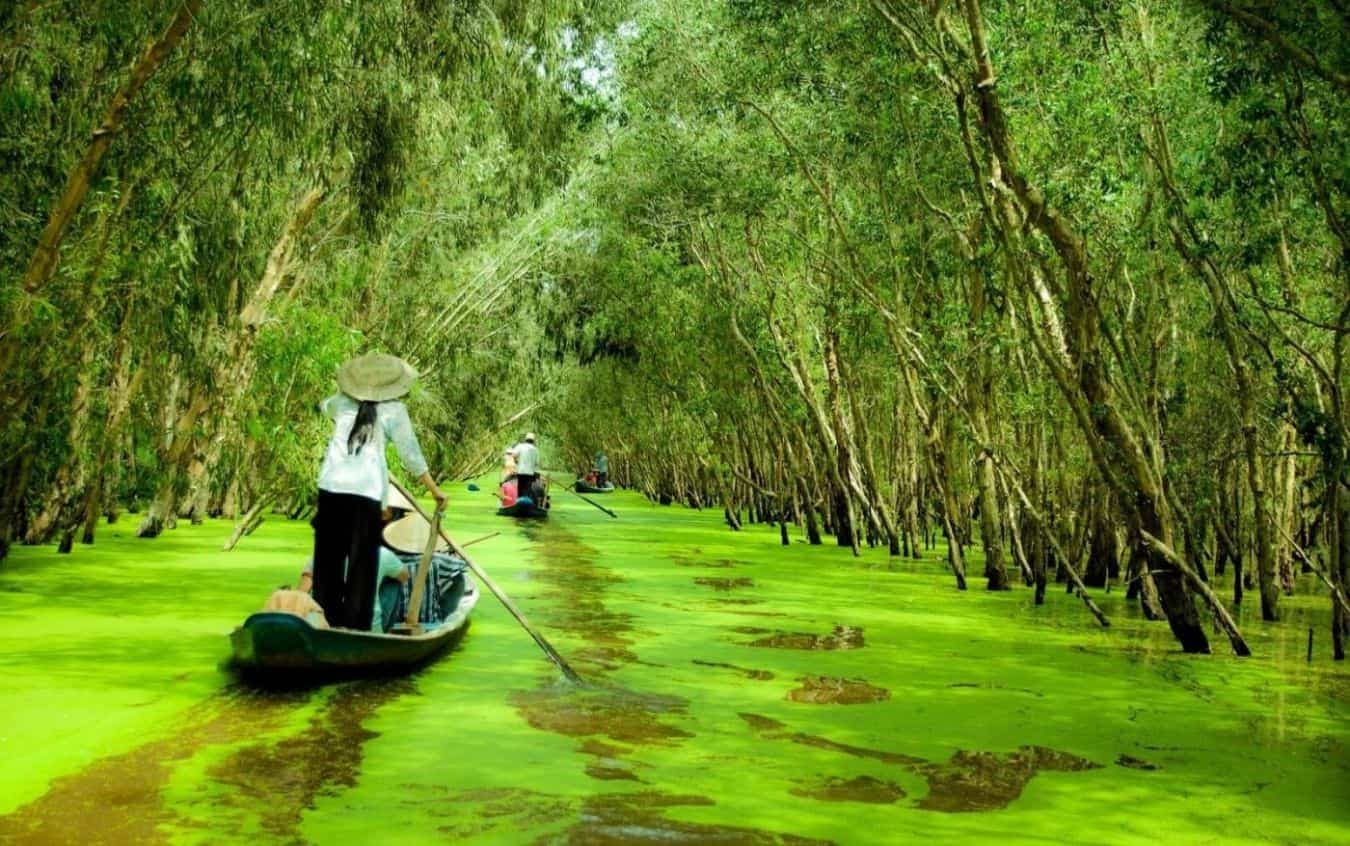 Foresta Indigo di Tra Su: Un Santuario Verde e un'Esperienza nella Foresta Fluttuante