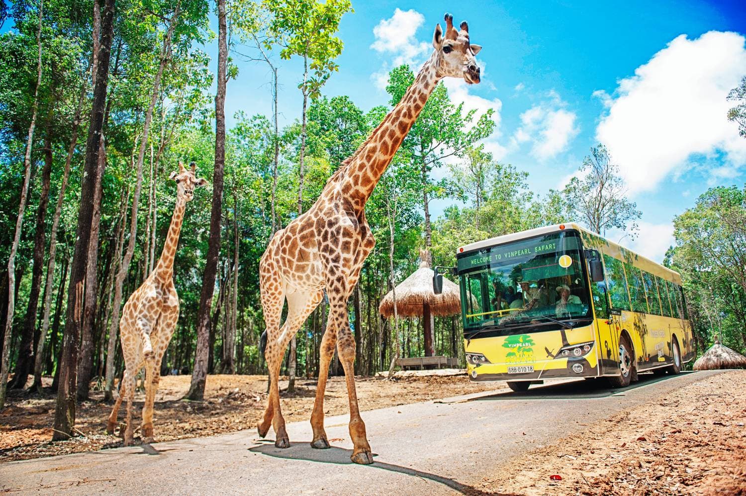 Vinpearl Safari Phu Quoc: Open Zoo & Wildlife Conservation Discovery - image 3