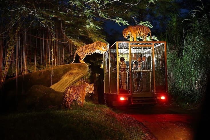 Night Safari: Exploring the Wildlife in Cat Tien National Park