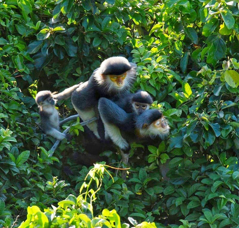 Spotting Red-Shanked Douc Langur Monkeys in Son Tra