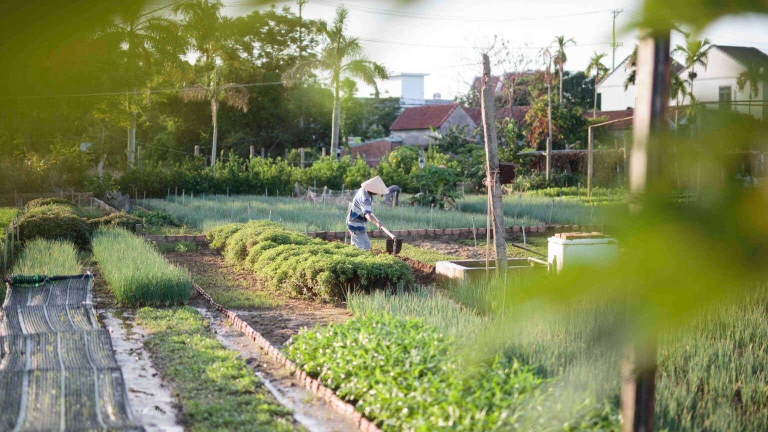 Early Morning Cycling Through Tra Que Green Fields