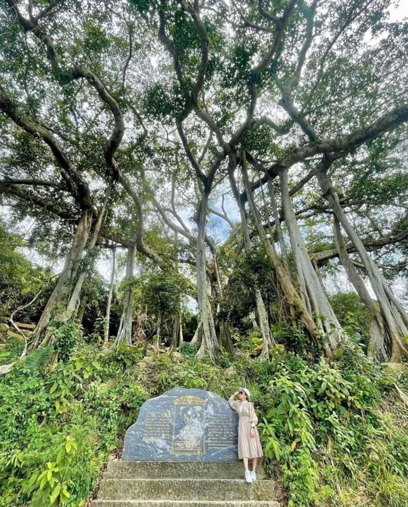 Strolling Beneath the 1000-Year-Old Son Tra Banyan Tree