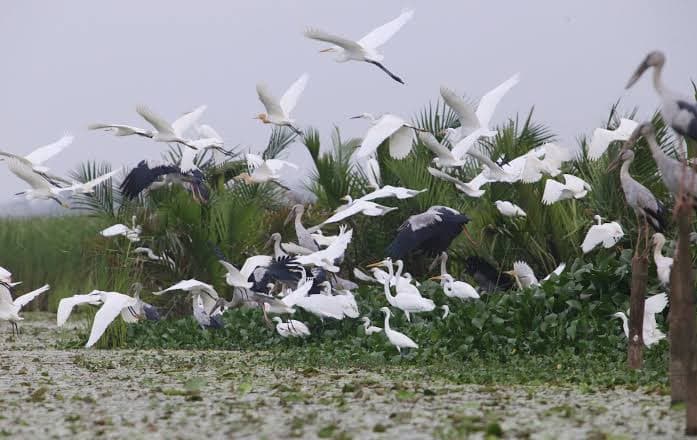 Bird Watching Eco Boat Tour on Dam River