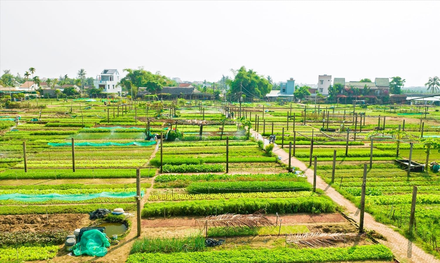 Tra Que Organic Vegetable Farming Village