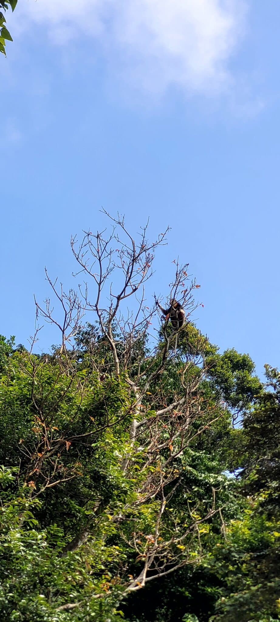 Son Tra Peninsula Forest Trekking Trail