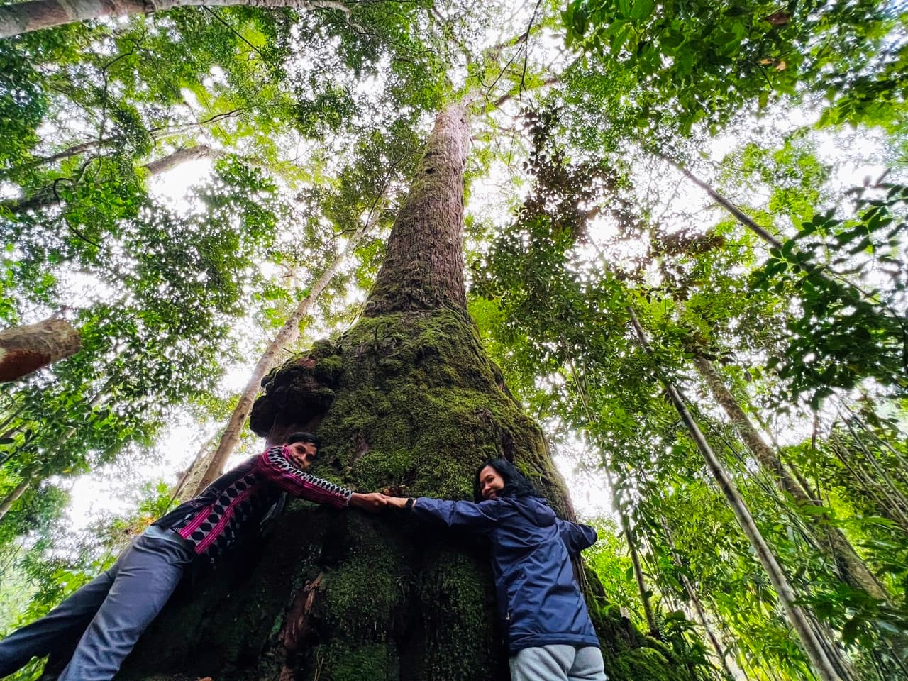Trekking Ancient Fujian Pine Forest in Tay Giang