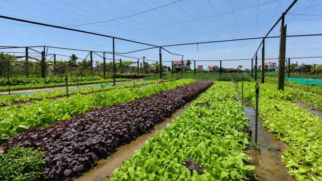 Gardening and Farm-to-Table Harvesting in Tra Que