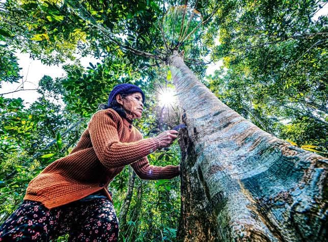 Tra Leng Cinnamon Forest Discovery Trail